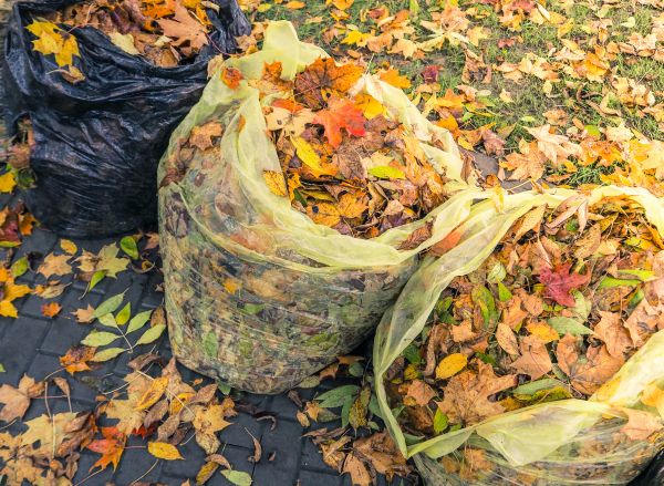 Cost of Yard Cleanup Service in Woodinville