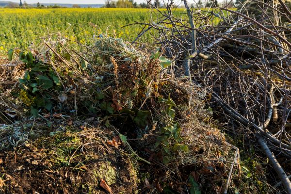 Cost of Brush Disposal in Woodinville