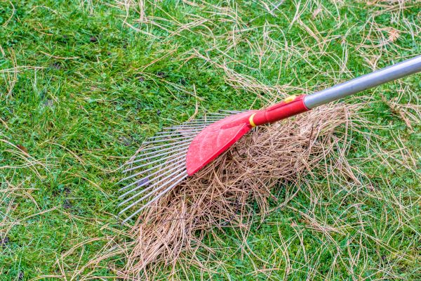 Cost of Yard Raking in Woodinville