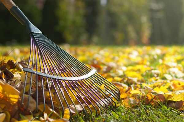 Cost of Leaf Removal in Woodinville