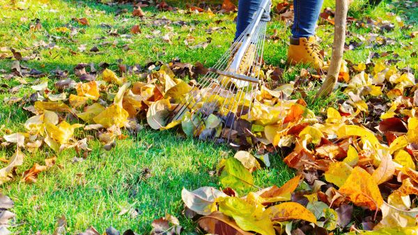 Cost of Lawn Cleanup Service in Woodinville