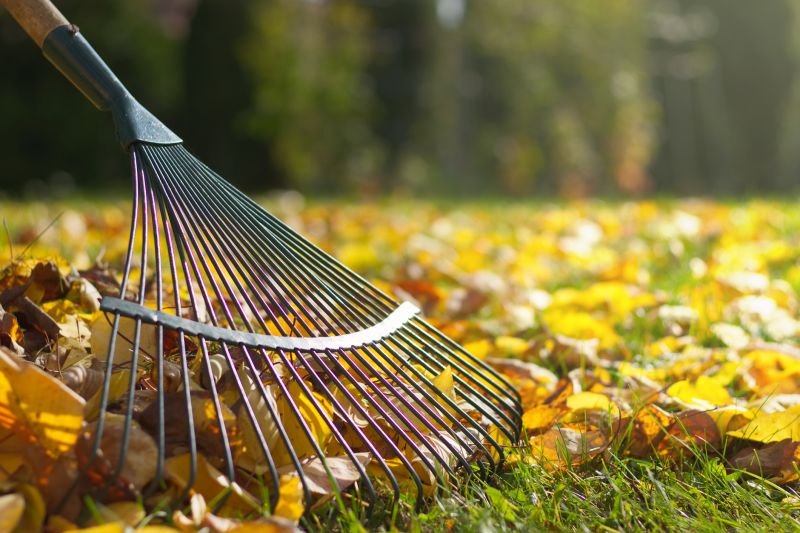 Raking Leaves in Lawns
